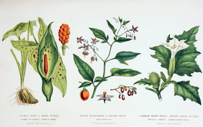 Common Poisonous Plants by English School